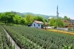 Fidanlığın geniş görünümü, ufukta köy ve minare